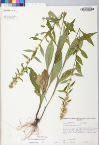 Solidago roanensis image