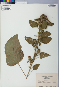 Arctium minus image