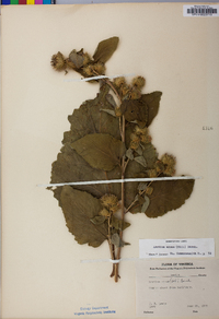 Arctium minus image