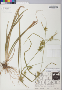 Carex lonchocarpa image