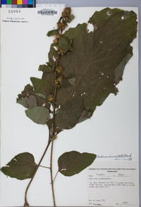 Arctium minus image