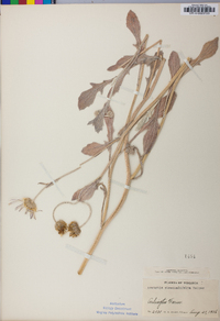 Arctotis stoechadifolia image