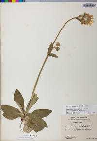 Arnica acaulis image