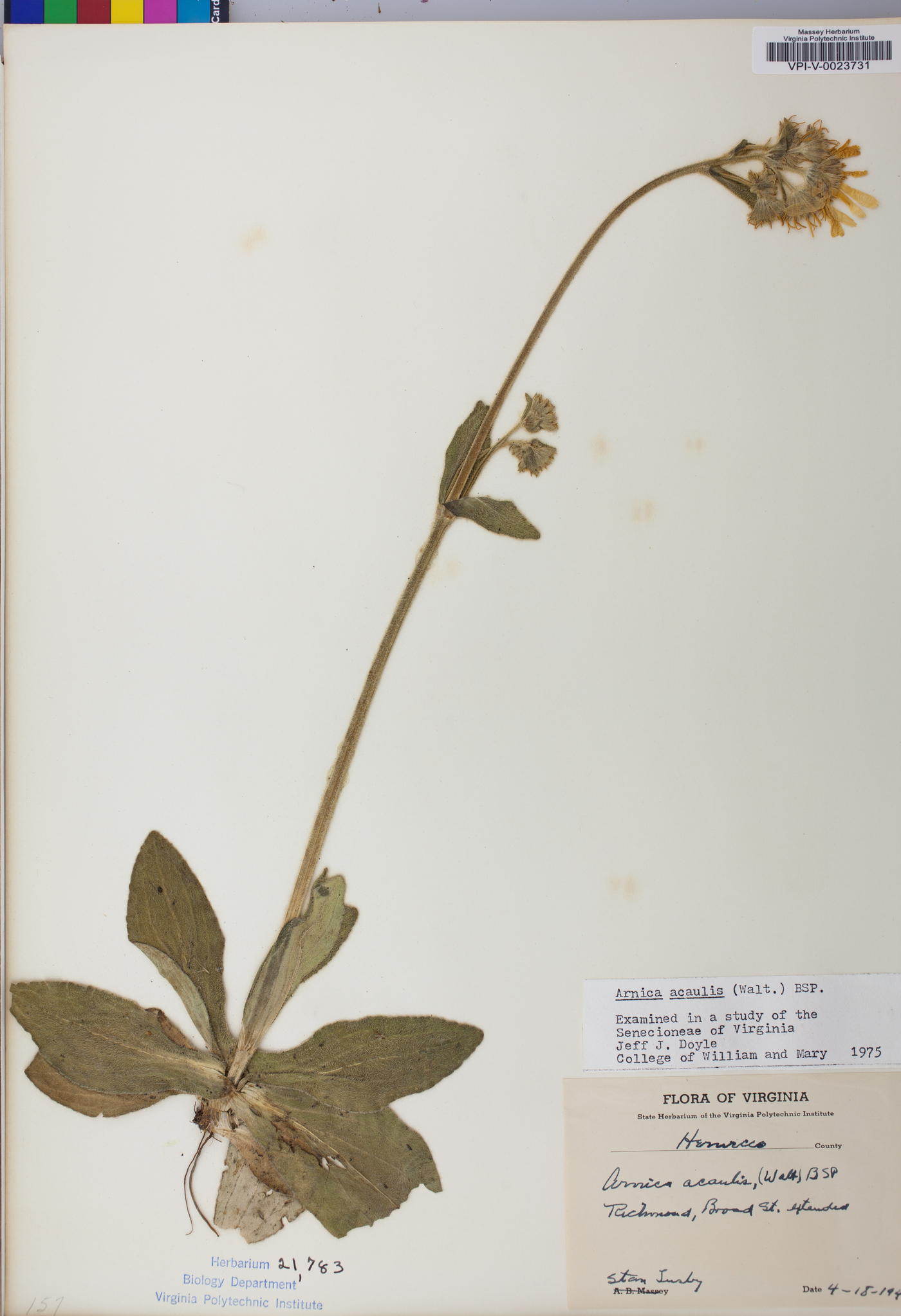 Arnica acaulis image