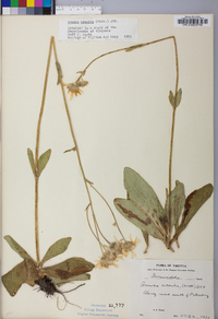 Arnica acaulis image