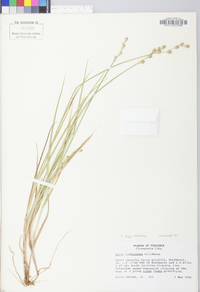 Carex longii image