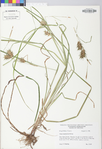 Carex louisianica image