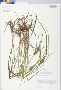 Carex louisianica image