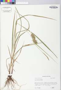 Carex louisianica image