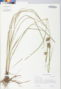 Carex louisianica image