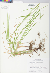 Carex louisianica image