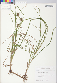 Carex louisianica image