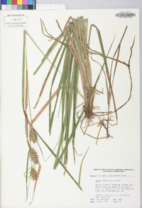 Carex louisianica image