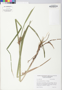 Carex lupuliformis image