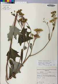 Arnoglossum atriplicifolium image