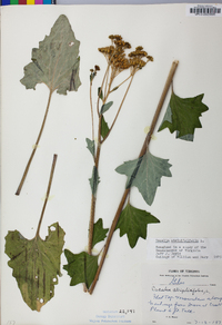 Arnoglossum atriplicifolium image