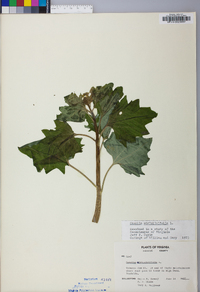 Arnoglossum atriplicifolium image