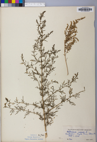 Artemisia annua image