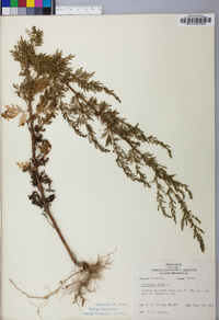 Artemisia annua image