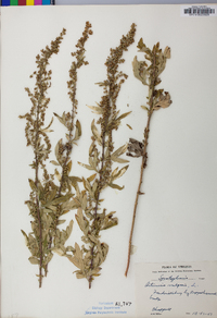 Artemisia vulgaris image