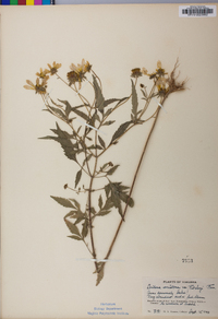 Bidens aristosa image