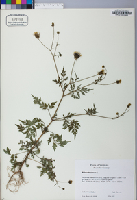 Bidens bipinnata image