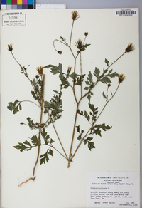 Bidens bipinnata image