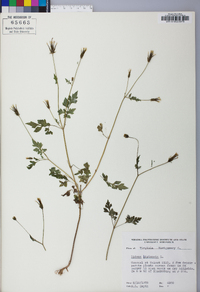 Bidens bipinnata image