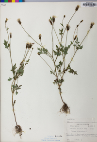 Bidens bipinnata image