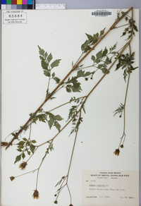 Bidens bipinnata image