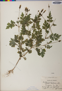 Bidens bipinnata image