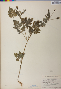 Bidens bipinnata image