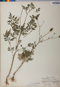 Bidens bipinnata image