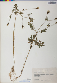 Bidens bipinnata image