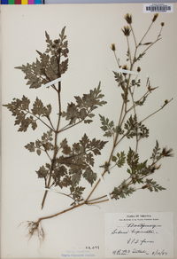 Bidens bipinnata image