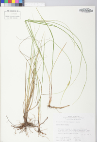 Carex meadii image