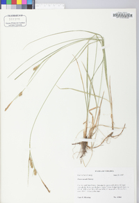 Carex meadii image