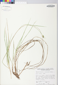 Carex meadii image