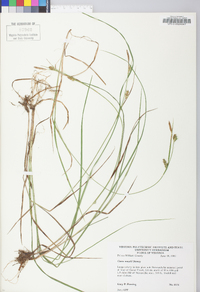 Carex meadii image