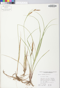 Carex meadii image