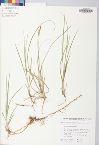 Carex meadii image