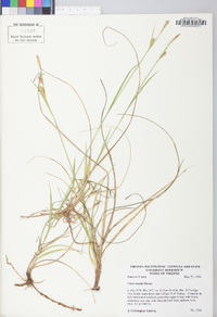 Carex meadii image