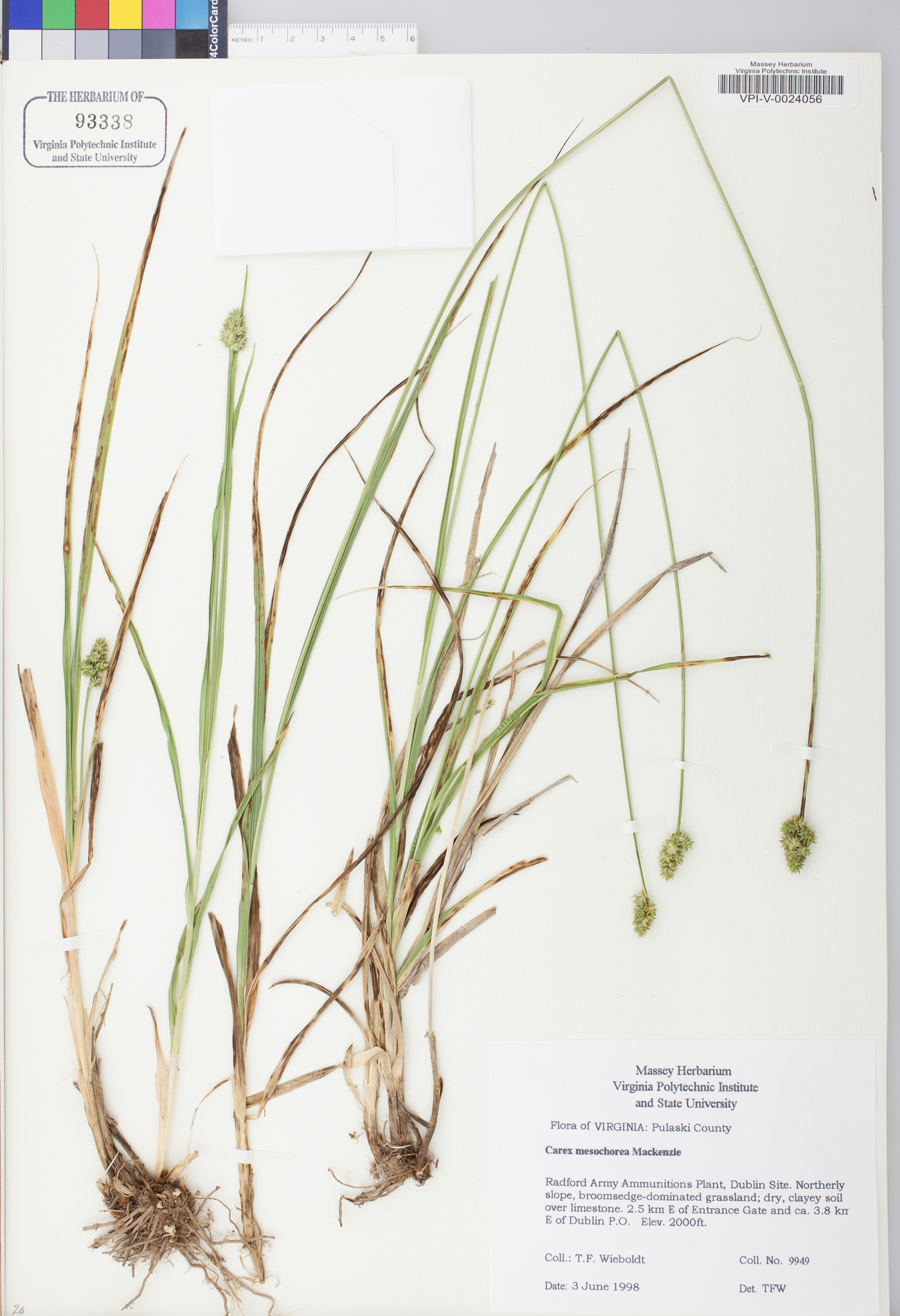 Carex mesochorea image