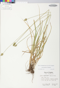 Carex mesochorea image