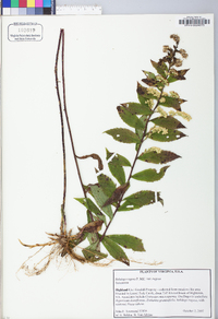 Solidago rugosa var. rugosa image