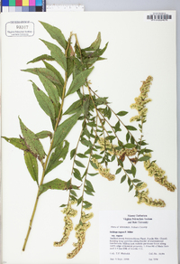 Solidago rugosa var. rugosa image