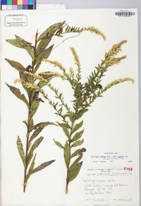 Solidago rugosa var. rugosa image