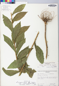 Solidago rugosa var. rugosa image