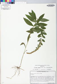 Solidago rugosa var. rugosa image