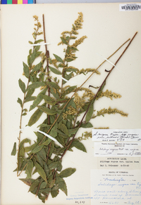 Solidago rugosa var. rugosa image